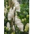Nasiona Tojad Aconitum Carneum szt.3 PWxx18