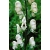 Nasiona Tojad Aconitum Carneum szt.3 PWxx18