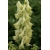 Nasiona Tojad, Aconitum krylovii szt.3 PWxx14