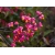 Nasiona Trzmielina pospolita Euonymous szt.3 PWxx100