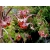 Nasiona Trzmielina cornutus Euonymous szt.3 PWxx101