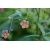 Nasiona Trzmielina cornutus Euonymous szt.3 PWxx101