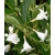 Nasiona Krzewuszka cudowna Snowflake Weigela szt.3 PWxx217