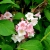 Nasiona Krzewuszka cudowna versicolor Weigela szt.3 PWxx218
