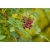 Nasiona Żółtodrzew chiński Zanthoxylum simulans szt.3 PWxx219