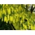 Nasiona Złotokap zwyczajny laburnum szt.3 PWxx131