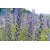 Nasiona Żmijowiec wspaniały Echium webbii szt.3 PWxx99