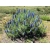 Nasiona Żmijowiec wspaniały Echium webbii szt.3 PWxx99
