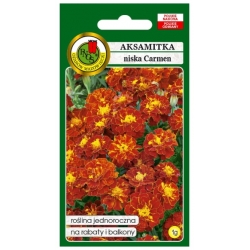 Nasiona Aksamitka pełna niska Carmen pnos609