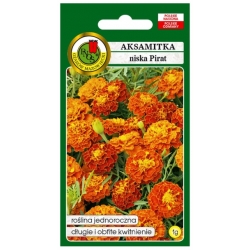 Nasiona Aksamitka pełna niska Pirat pnos616