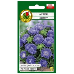 Nasiona Aster karłowy Turkus pnos646