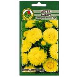 Nasiona Aster karłowy żółty pnos647