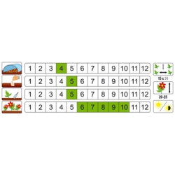 Nasiona Aksamitka pełna Bolero miod-mahon pnos608