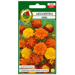 Nasiona Aksamitka pełna niska mieszanka pnos611