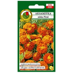 Nasiona Aksamitka pełna niska Pirat pnos616