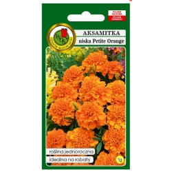 Nasiona Aksamitka pełna Petite orange pnos614