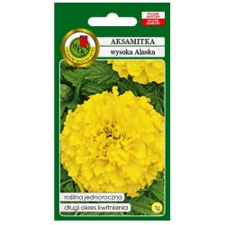Nasiona Aksamitka pełna wysoka Alaska pnos618