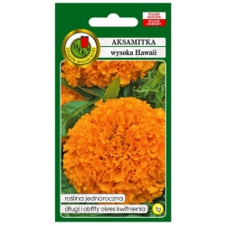 Nasiona Aksamitka pełna wysoka Hawaii pnos619