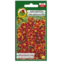 Nasiona Aksamitka pojedyncza Eliza pnos623
