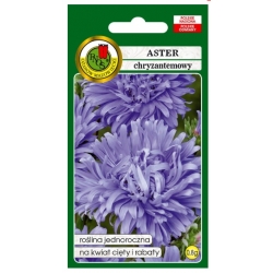 Nasiona Aster chryzantemowy niebieski pnos629