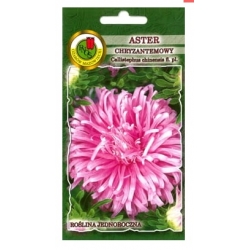Nasiona Aster chryzantemowy Pola pnos630