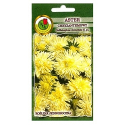 Nasiona Aster chryzantemowy żółty pnos631