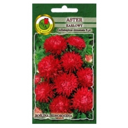 Nasiona Aster karłowy czerwony pnos642