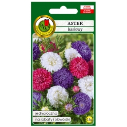 Nasiona Aster karłowy mieszany pnos643