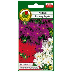 Nasiona Aster karłowy Pepite pnos644