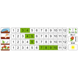 Nasiona Aster karłowy Pepite pnos644