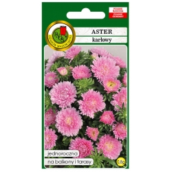 Nasiona Aster karłowy różowy pnos645