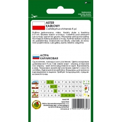 Nasiona Aster karłowy różowy pnos645