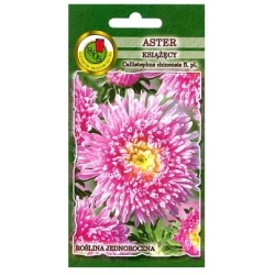 Nasiona Aster książęcy różowy pnos652