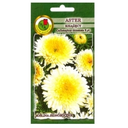 Nasiona Aster książęcy żółty pnos653