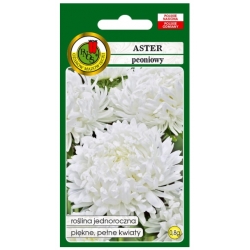 Nasiona Aster peoniowy biały pnos656