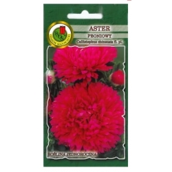 Nasiona Aster peoniowy róż-purp pnos660