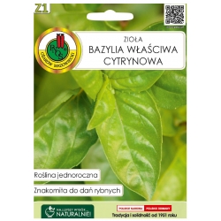 Nasiona Bazylia właściwa cytrynowa pnos513