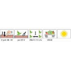 Nasiona Bazylia właściwa cytrynowa pnos513