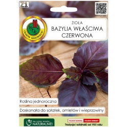 Nasiona Bazylia właściwa czerwona pnos531