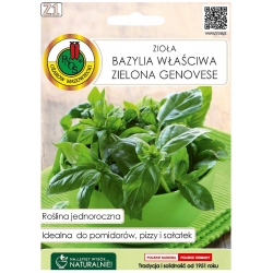 Nasiona Bazylia właściwa czerwona pnos531