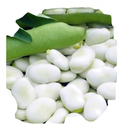 nasiona Bób Dragon pnos5