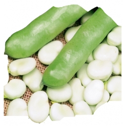 nasiona Bób Jankiel Biały pnos6