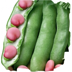 nasiona Bób Karmazyn pnos7