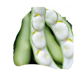 nasiona Bób White Windsor pnos8