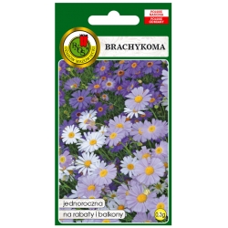 Nasiona Brachykoma mieszana pnos666