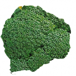 nasiona Brokuł Wiarus pnos11