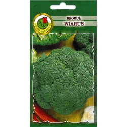 nasiona Brokuł Wiarus pnos11