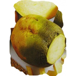 nasiona Brukiew nadmorska karpiel pnos12