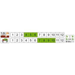 nasiona Burak ćwikłowy Nochowski pnos19