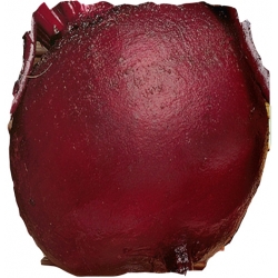 nasiona Burak ćwikłowy Okrągły pnos20